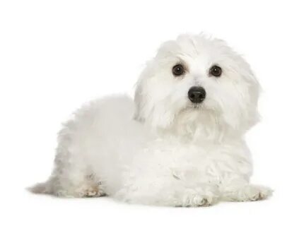 The Price of Hypoallergenic Puppies in the US (for 23 Breeds