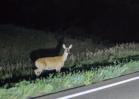 File:Deer in headlights, South Dakota at Night (28654299273)