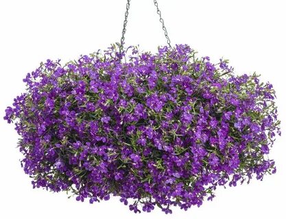 Laguna ® Ultraviolet ™ - Lobelia erinus Annual flowers for s