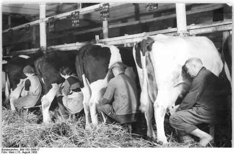 File:Bundesarchiv Bild 183-S99917, Buch, Bauern beim Melken.