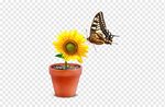 Monarch butterfly Flowerpot, Butterfly parked in a pot of ch