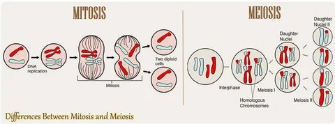 16 Differences Between Mitosis And Meiosis Mitosis Vs. Meios