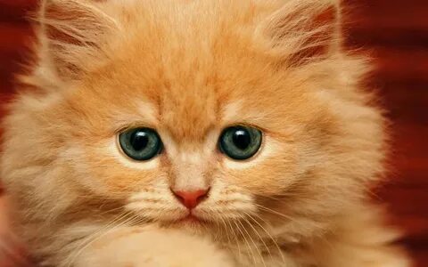 Скачать обои Persian cat, 4k, ginger kitten, cute animals, k