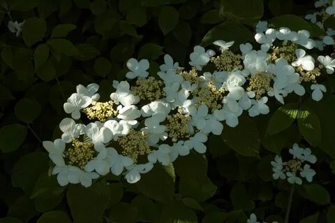 File:Viburnum plicatum Mariesii A.jpg - Wikimedia Commons