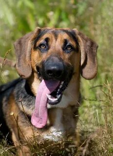 Basset hound German shepherd mix - Album on Imgur