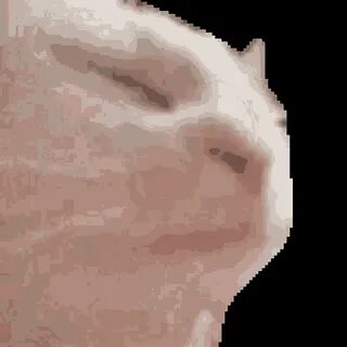 Cat Jam GIF - Cat Jam - Descubre & Comparte GIFs