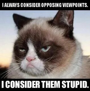 Love Grumpy Cat!! Grumpy cat, Grumpy cat quotes, Grumpy cat 