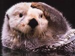 14 Surprising Facts About Sea Otters Sea otter, Otters cute,