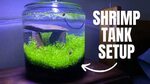 Nano 1 Gallon Shrimp Tank Setup - YouTube