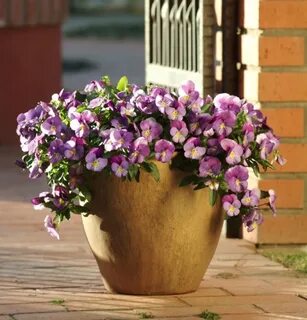 Plentifall pansies are trailing along