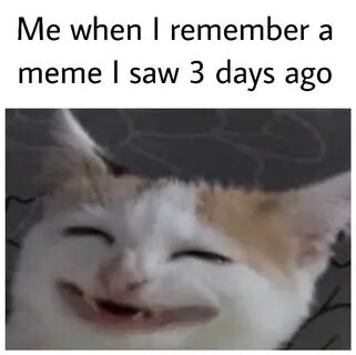 Happy Cat Meme - Captions Trendy