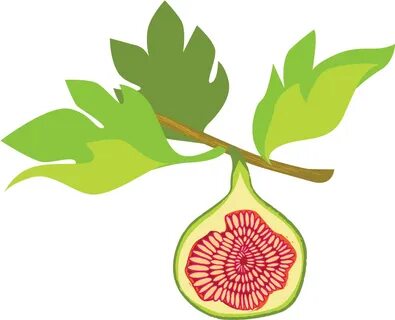 Fig Png - Fig Graphic Clipart - Full Size Clipart (#3716667)