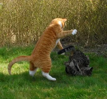 Epic Kung Fu Cats Battle - SharenatorSharenator