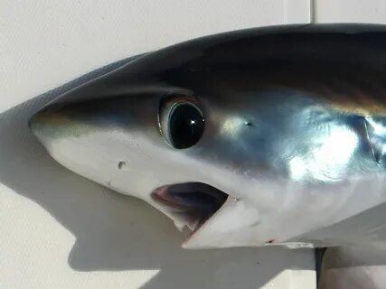 Thresher Shark Got to be the cutest shark out there, Thres. 