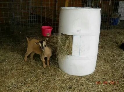 DIY Plastic Drum Goat Hay Feeder Goat hay feeder, Goat feede
