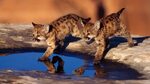Cougar cubs braving a puddle - Imgur
