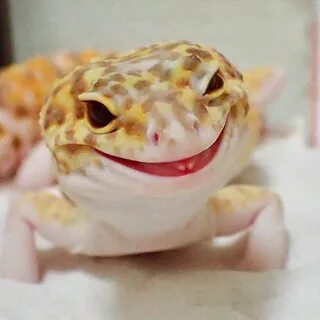 Pin by Алеся Чумарева on Животные Cute lizard, Smiling anima