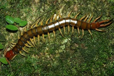 Hunting centipede (Scolopendra multidens) Poisonous centip. 