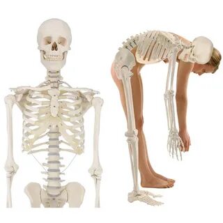 Knochen Mensch - Hauptdesign