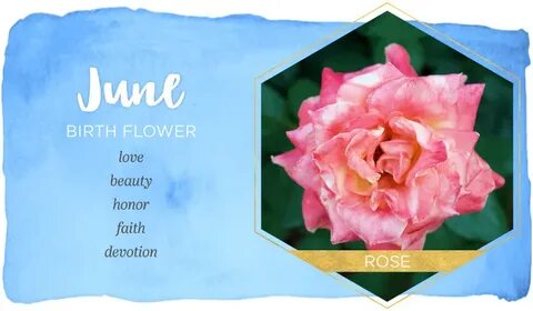 June Birth Flower: Rose - FTD.com June birth flower, Birth f