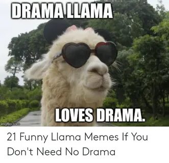 DRAMA LLAMA LOVES DRAMA Imgflipcom 21 Funny Llama Memes if Y