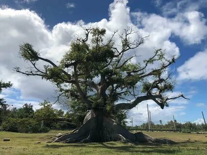 Капок дерево (67 фото)