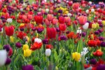 Tulip - картинки