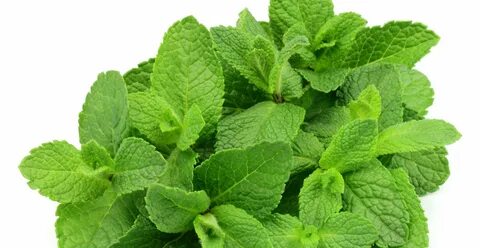 Oregano - Mint Flavour