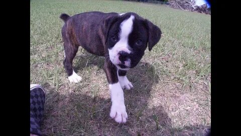 Boxer Puppies Alabama : Boxer puppy dog for sale in Mobile, 