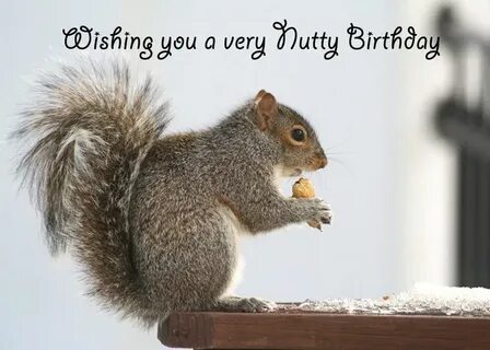 happy birthday squirrel song - @annalee1111 Happy birthday f