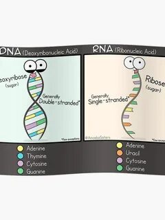 DNA vs RNA Poster Poster by amoebasisters Biology classroom,