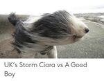 UK’s Storm Ciara vs a Good Boy Ciara Meme on ME.ME