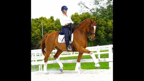 SOLD - HOWIE - 2012, Imported KWPN gelding 16.2 hds - YouTub