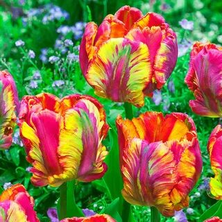 Academyus Parrot Tulip Bulbs Flower Perennial Impressive Res