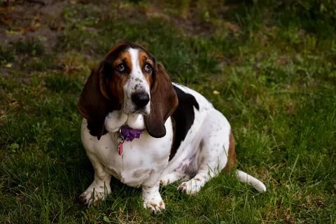 6 Remedies & Supplements For Your Basset Hound’s Diarrhea, G