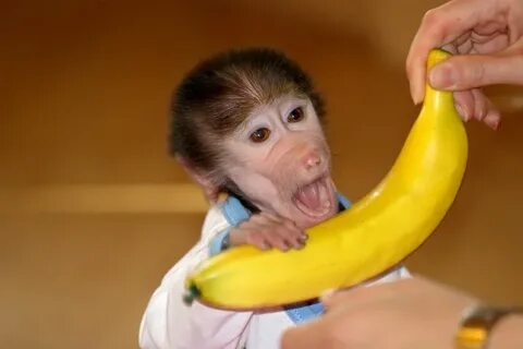 Cute Baby Monkey From Skopje Zoo Gets Treated Like A Child B