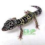 Mack Snow leopard gecko for sale online exact inferno leopar