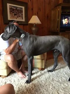 Things They Don’t Tell You About Owning A Great Dane