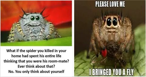 20 Friendly Spider Memes That Made Us Feel Guilty About Hati