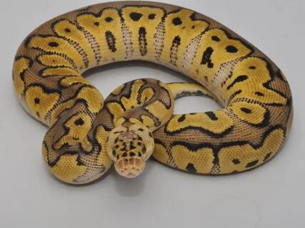 Clown Ball Python 10 Images - Yellow Belly Black Pastel Myst