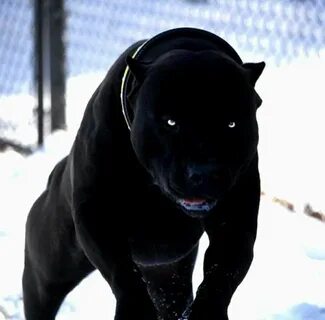 Pin by Alessa lava on Aminals Big dog breeds, Black pitbull 