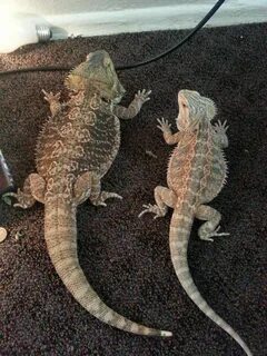 What Is A German Giant Bearded Dragon, everything you need t