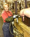 cow girl milking male - Photo #12