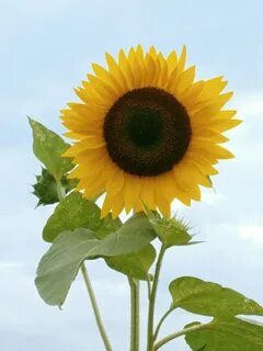 Sunflower Summer Flowers Yellow - Free photo on Pixabay