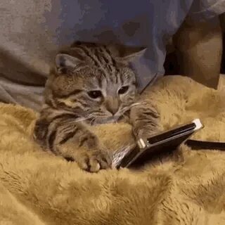 Cute Cat GIF - Cute Cat Cellphone - Discover & Share GIFs