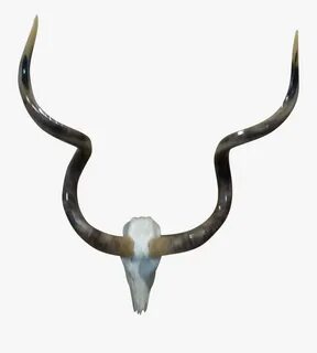 Animal Skulls With Horns Png Download - Horn , Free Transpar
