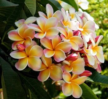 5 Light Pink Orange Plumeria Seeds Plants Flower Lei Hawaiia