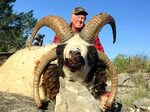 Four Horned Jacob Sheep Hunting 60+ Species Texas Ox Ranch