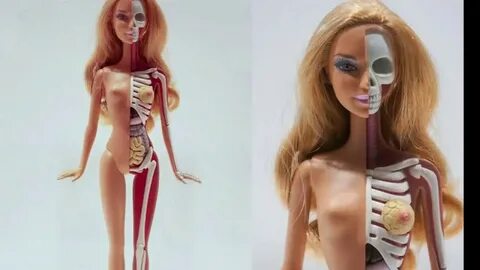 Анатомия страсти куклы Барби и расположение внутренних орган
