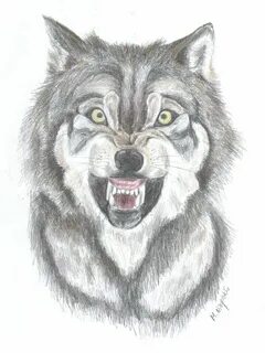 Snarling Wolf Drawing at PaintingValley.com Explore collecti